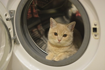 cat in washing machine