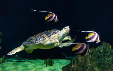 View of a Loggerhead sea turtle