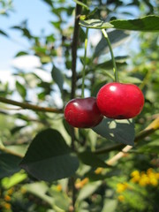 red apples on a tree