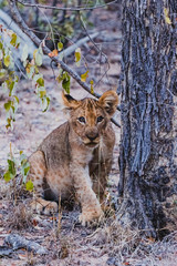 Baby Löwe im Karongwe Reservat in Südafrika