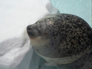 Obraz premium cute, sleepy seal