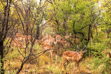Impala Herde im Karongwe Reservat in S&uuml;dafrika im Geb&uuml;sch