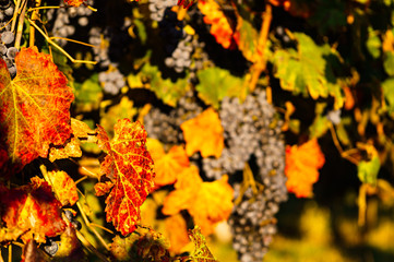 The colourful leaf during the autumn and the grapes that produce lambrusco