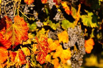 The colourful leaf during the autumn and the grapes that produce lambrusco