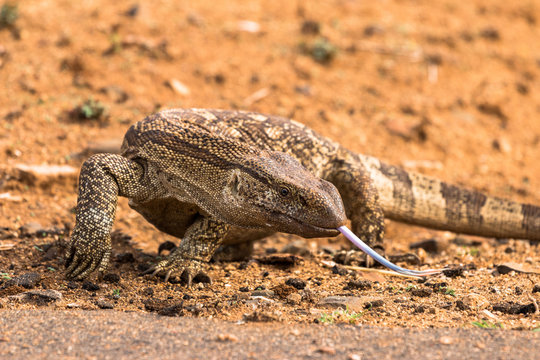 Nilwaran im Kr&uuml;ger Nationalpark in S&uuml;dafrika