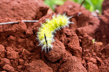 caterpillar on the ground