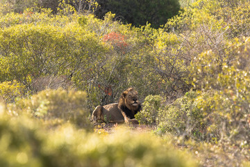 Männlicher Löwe im Buschland vom Krüger Nationalpark in Südafrika