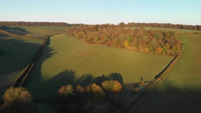 Aerial push in shot over farmland and a herd of sheep in the beautiful Chiltern Hills, United Kingdom, on a warm sunny morning.