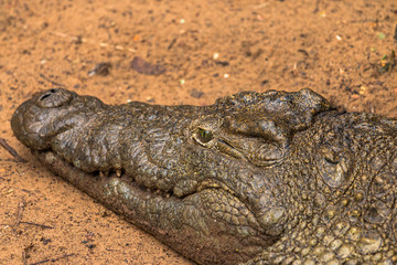 Obraz premium Südafrika Krokodil bei Safari Nilkrokodil