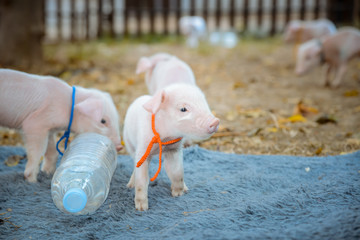 Little cute piglets