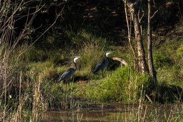 zwei Reiher am Ufer von St. Lucia in Südafrika