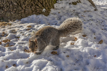 Obraz premium Funny grey squirrel sitting in snow cracking nut