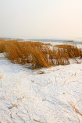 reeds in the wind and snow in the sea