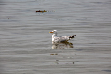 Förde