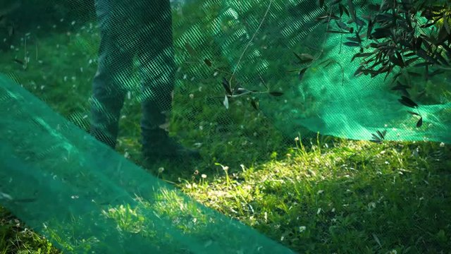 Ripe olives freshly harvested picked from olive tree branches of a European olive tree Olea Europaea in a green net ready to be used in a delicious healthy meal or to be made into olive oil