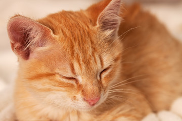Obraz premium Zbliżenie śpiący kotek imbir, płytkiej głębi