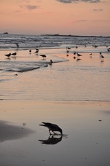 seagulls on the beach