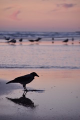 Bird on a beach with beautiful sunset in the background. Bird reflection in the sand.