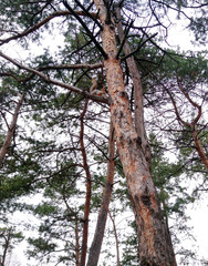 Fototapeta premium squirrel on a tree