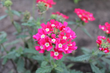flower in the garden