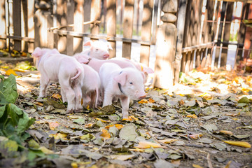 Little cute piglets © LuMo photography