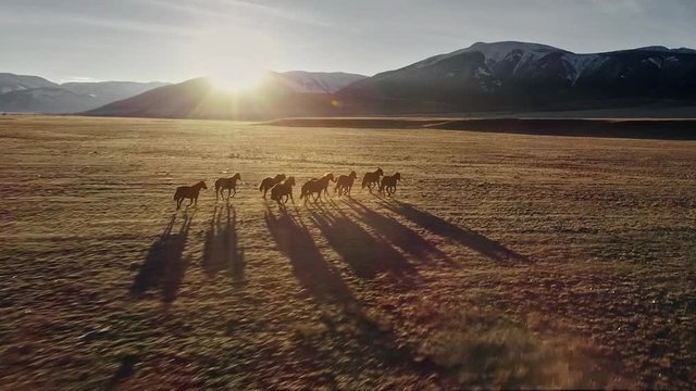 Horses running free in meadow with snow capped mountain backdrop