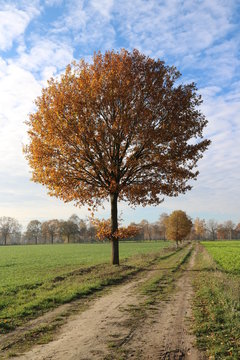 Baum am Weg unter blauem Himmel mit Schäfchenwolken im Herbst