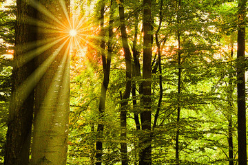 Fototapeta na wymiar Sonne strahlt durch Laubwald