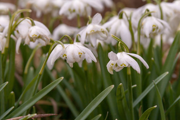 close up view of snow drops