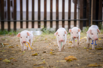 Little cute piglets © LuMo photography