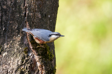 The Eurasian nuthatch or wood nuthatch (Sitta europaea) sitting on the branch in a winter time.