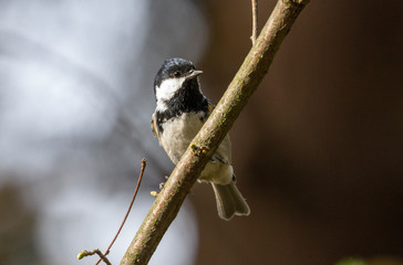 Coal Tit on Fall background, Periparus ater. coal tit (Periparus ater) in nature. Forest and bird. Coal Tit. Geen natura background.