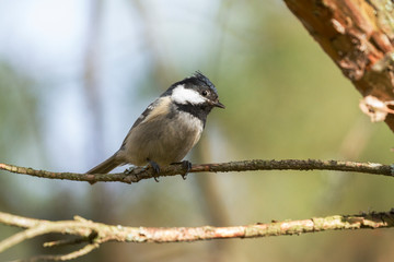 Fototapeta premium Coal Tit on Fall background, Periparus ater. coal tit (Periparus ater) in nature. Forest and bird. Coal Tit. Geen natura background.