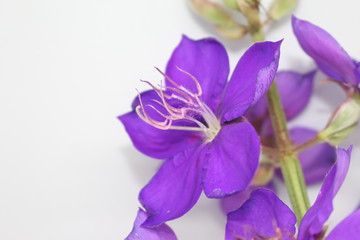 Obraz premium Flower