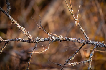 Branch covered by lichen with bokeh