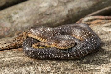 Wąż eskulapa, Zamenis longissimus