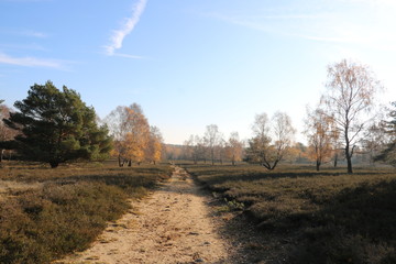 Einsamer Weg in der Lüneburger Heide im friedlichen Herbstlicht