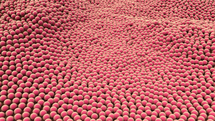 Cells Divide and Multiply