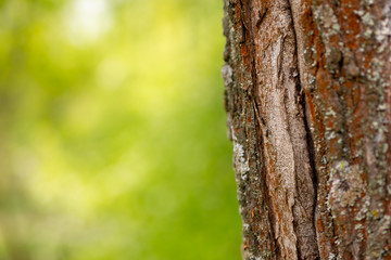 background plant sunlight trunk old wood cracked weather-beaten mossy and moldy base flora web design copy space
