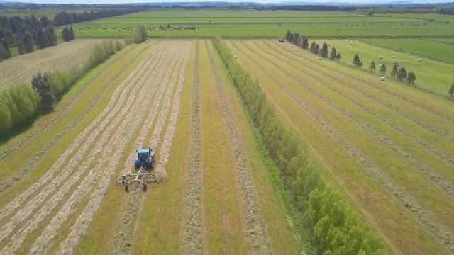 Tractor racking hay into rows to prepare for baling on a Waitepeka, New Zealand, farm.