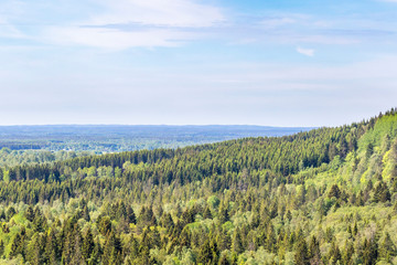 Forest landscape view in summer