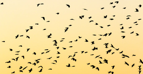 Silhouettes of a flock of birds at dusk