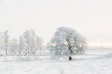 Trees with hoarfrost in a pasture in winter