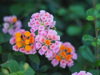 Obraz na płótnie Canvas Lantana camara, it is a small, colorful and bright flower in pastel color. The flower is a bunch of clusters. Found in common meadows. Usually a low bush. Popular as an ornamental plant.