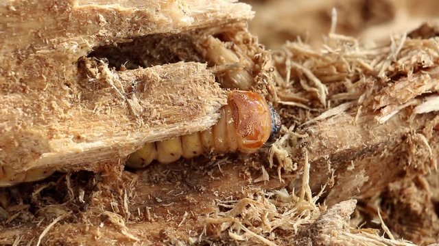 Larva of Coconut rhinoceros beetle or Oryctes rhinoceros is dangerous insect pest coconut and palm. Worm beetle for Deep-fried food insects is good source of protein. Future food, Entomophagy concept.