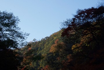 Obraz na płótnie Canvas 秋の山