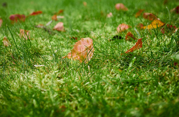 fallen autumn leaves on grass