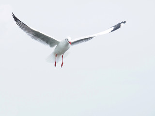 Seagulls are flying on a white sky background. In the concept of love, freedom, friendship, indulgence, power and travel to the world.