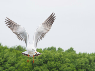 Seagulls are flying on a white sky background. In the concept of love, freedom, friendship, indulgence, power and travel to the world.