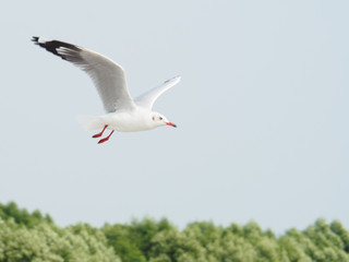 Seagulls are flying on a white sky background. In the concept of love, freedom, friendship, indulgence, power and travel to the world.